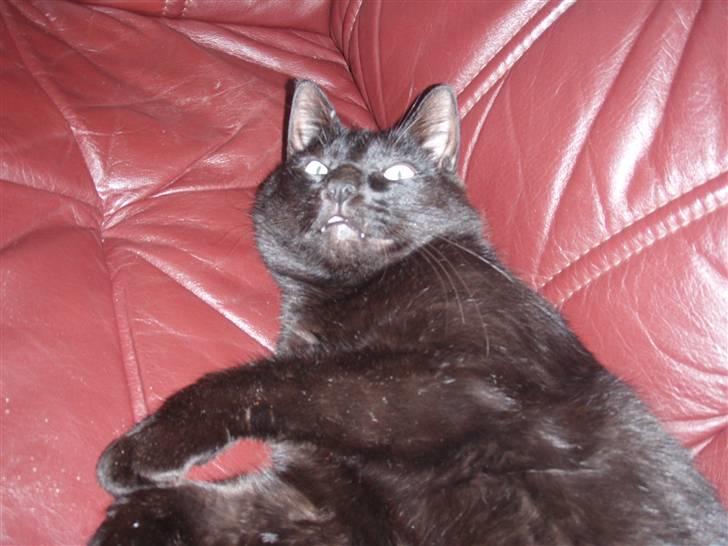 Huskat Tarzan billede 4