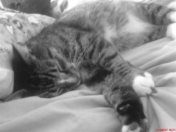 Blanding af racer Tiger <3 - ligger i min seng og sover :)  billede 2