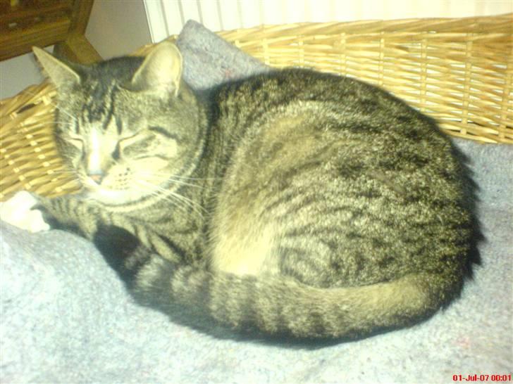 Blanding af racer Tiger <3 - :) billede 3