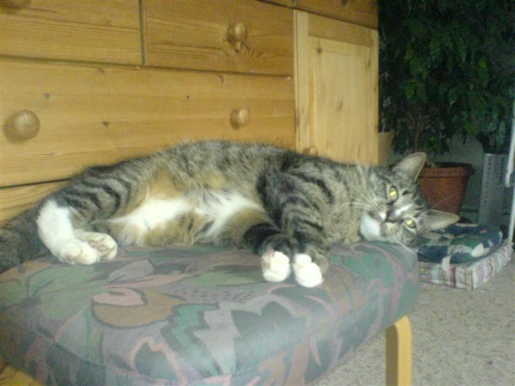 Blanding af racer Tiger <3 billede 4