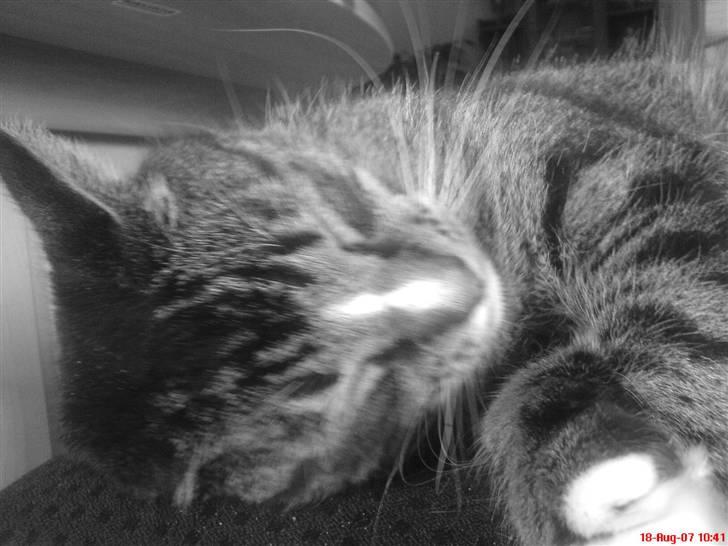 Blanding af racer Tiger <3 billede 5