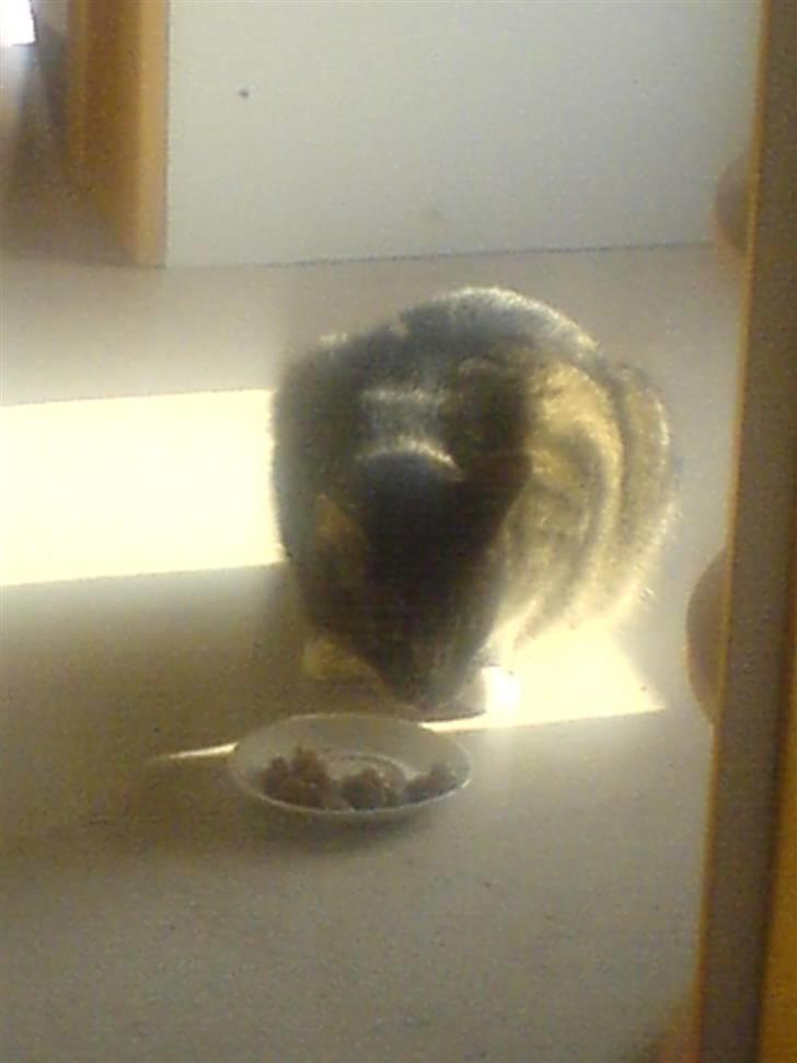 Blanding af racer Tiger <3 billede 7