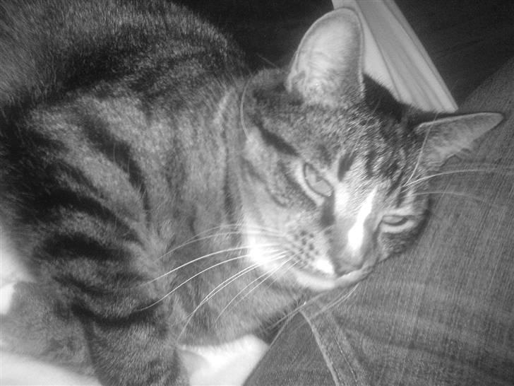 Blanding af racer Tiger <3 billede 8