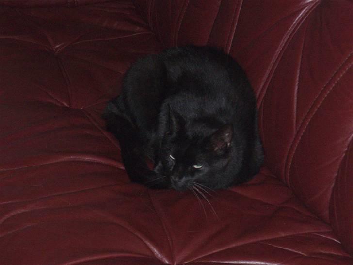 Huskat Tarzan billede 5