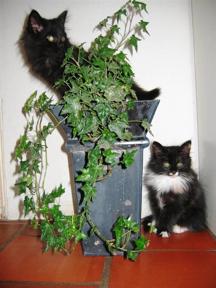 Blanding af racer Mille - 11 uger billede 13