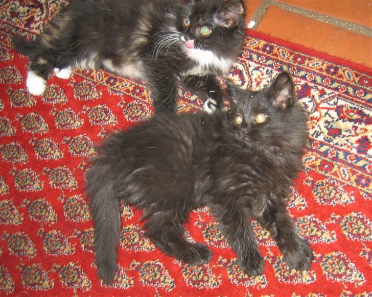 Blanding af racer Mille - 11 uger billede 14