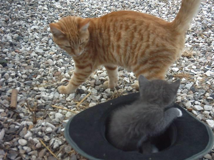 Blanding af racer Samson - Samson missen og lille Milo>#3 billede 1