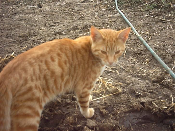 Blanding af racer Samson - Samson misser>#3 billede 2