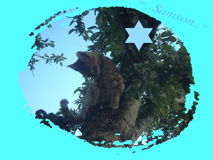 Blanding af racer Samson - Samson høøjt oppe i et træ >#3 billede 3