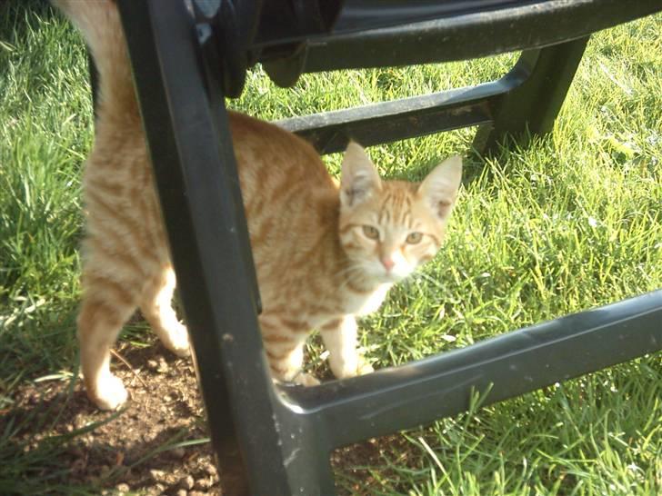 Blanding af racer Samson - Samson i sommer solen> billede 4