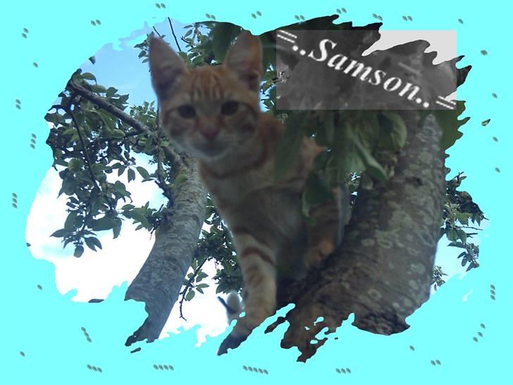 Blanding af racer Samson billede 5