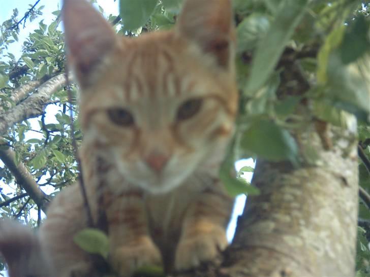 Blanding af racer Samson billede 6