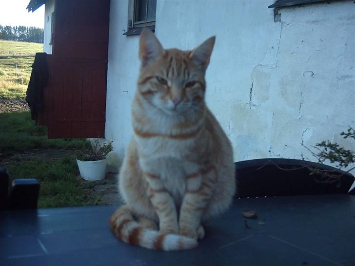 Blanding af racer Samson billede 8