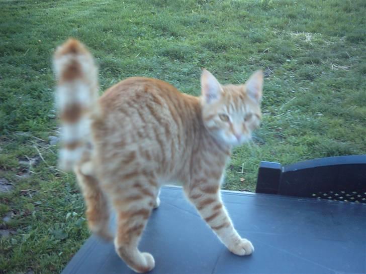 Blanding af racer Samson billede 9