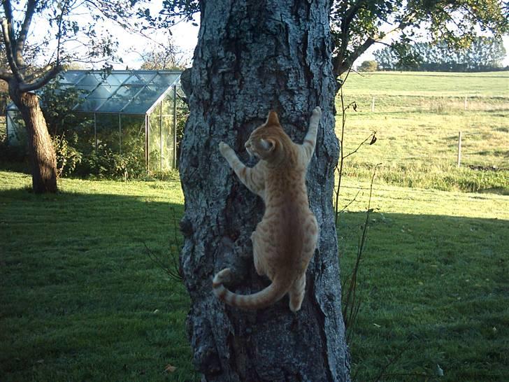 Blanding af racer Samson billede 10