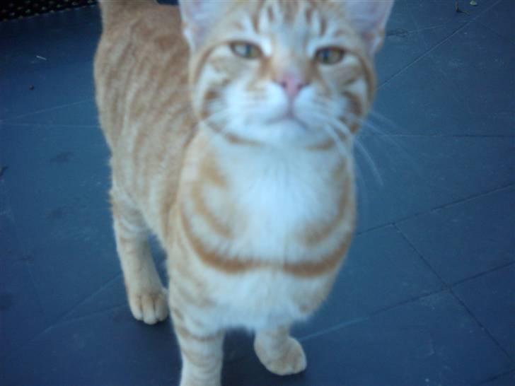 Blanding af racer Samson billede 11