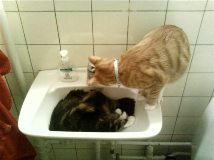 Maine Coon Becca billede 19