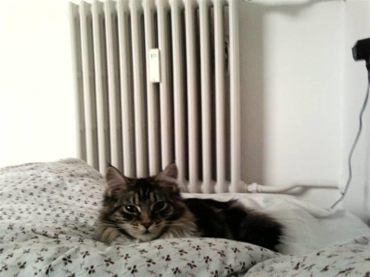 Maine Coon Becca billede 20