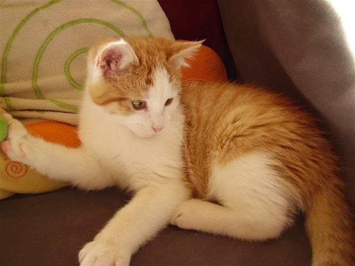 Huskat Gaston - Han er sød :b billede 1