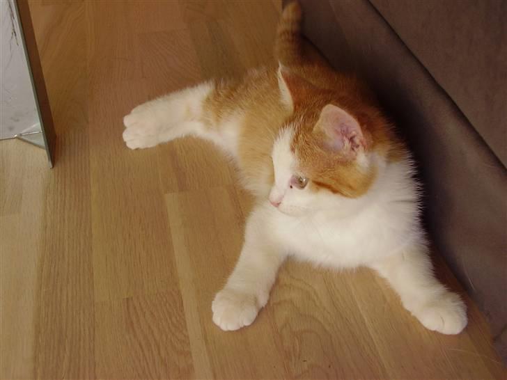 Huskat Gaston - Vi ta´r lige en slapper :b billede 2