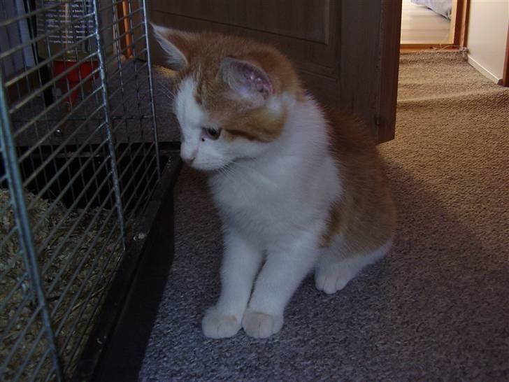 Huskat Gaston - Så bliver min chinchilla lige stirret på :b billede 3