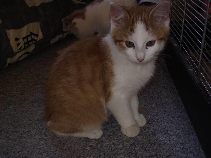 Huskat Gaston - "Er jeg ikke fin?" :b billede 4