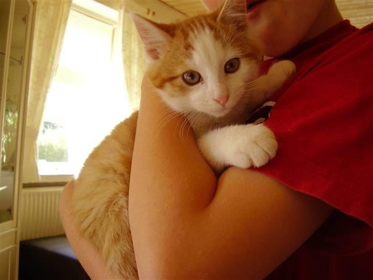 Huskat Gaston - Så holder lillebror lige :b billede 5