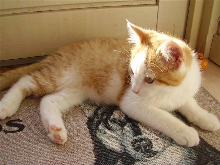 Huskat Gaston - "Vi kan da lige sole os lidt" :b billede 6