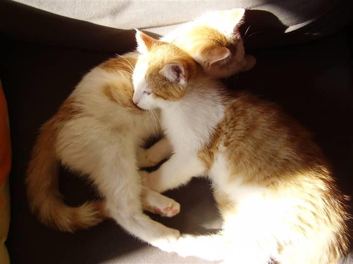 Huskat Gaston - Her sammen med sin bror (: billede 7