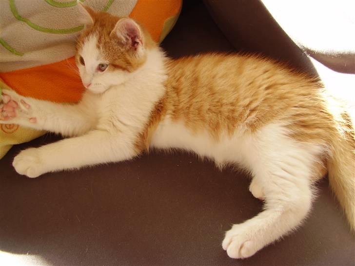 Huskat Gaston - Slapper lige af igen :b billede 8