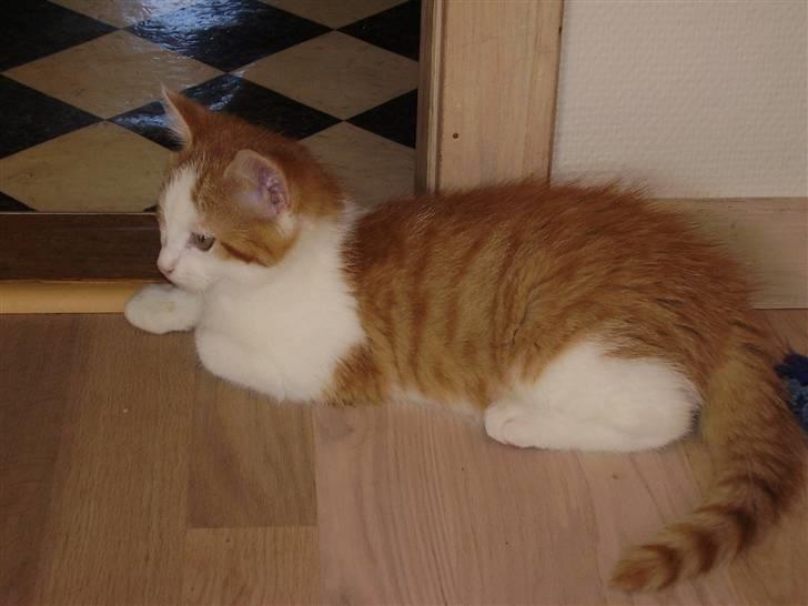 Huskat Gaston - Og nu begynder man at blive træt :b billede 9