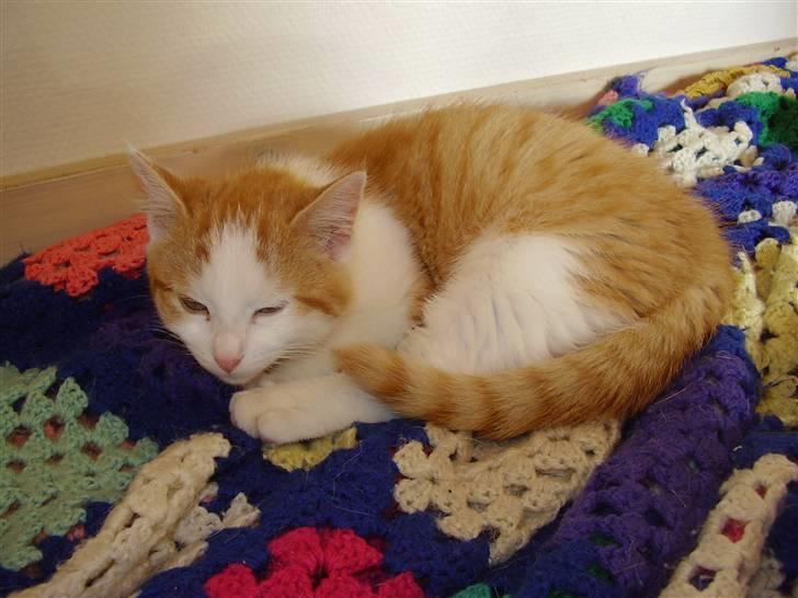 Huskat Gaston - Men der er mere blødt på hundens tæppe :b billede 10