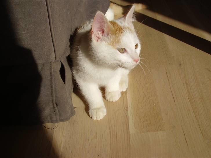 Huskat Abu - "Jeg ligger på lur" :b billede 1