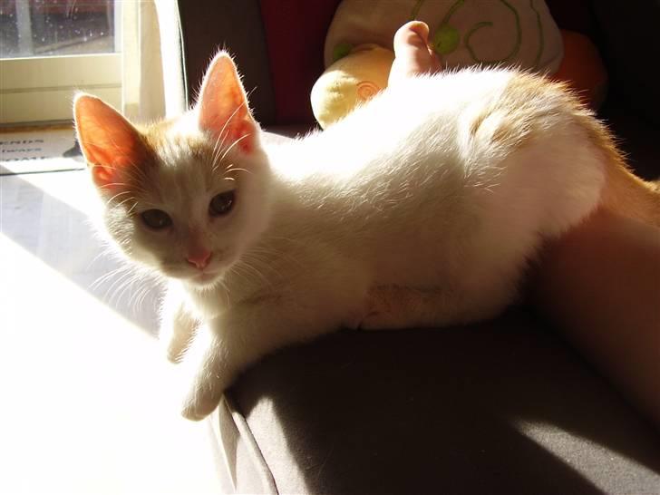 Huskat Abu - Han udståler bare ballade lige der :b billede 2