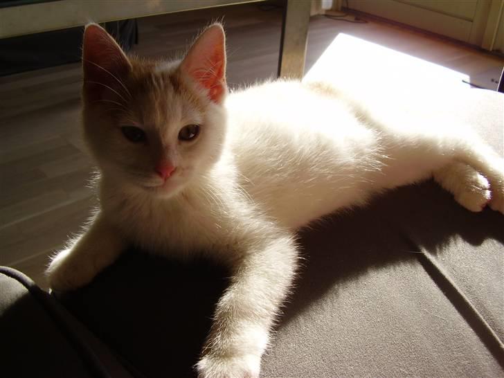 Huskat Abu - "Skal vi lege?" :b billede 3