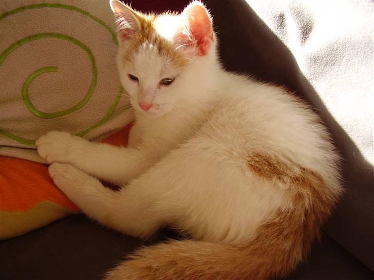 Huskat Abu - Ej, så bli´r han lidt træt :b billede 4