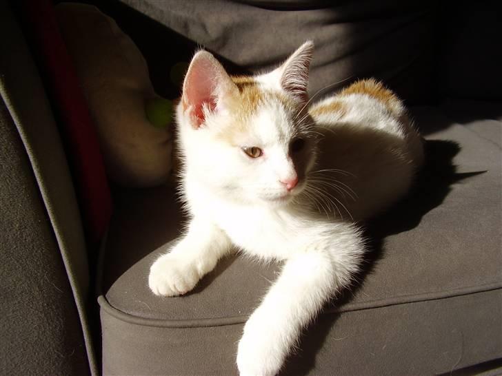 Huskat Abu - Men er hurtig frisk igen :D billede 5