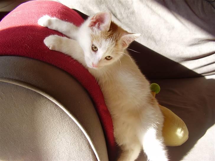 Huskat Abu - Ups! Godt mor ikke ser det der! :b billede 6