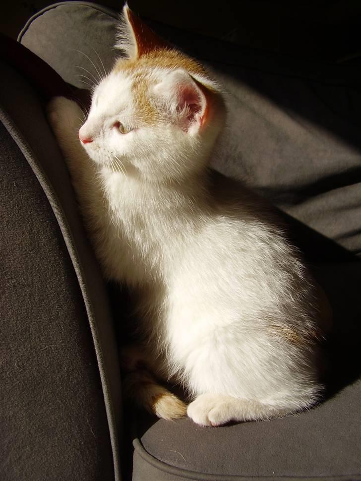 Huskat Abu - Charmerende billede :b billede 7