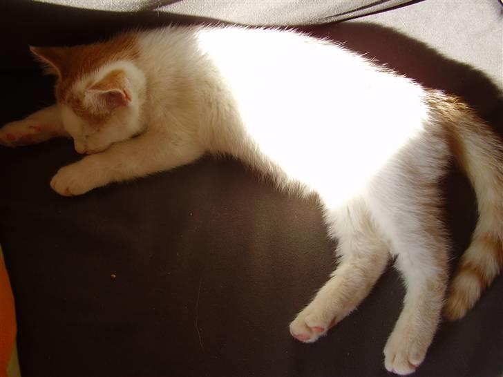 Huskat Abu - Så ta´r vi lige en slapper igen :b billede 8