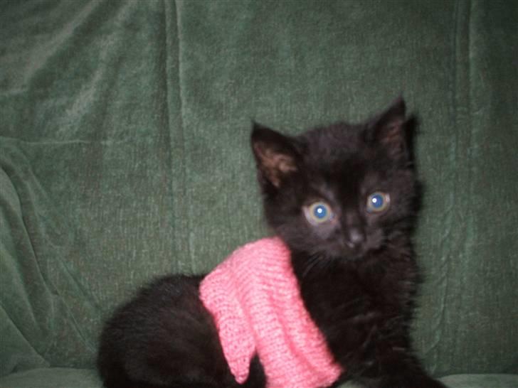 Huskat ¤Minka¤ - her er Minka i sit nye dækken som min bestemor har lavet  billede 6