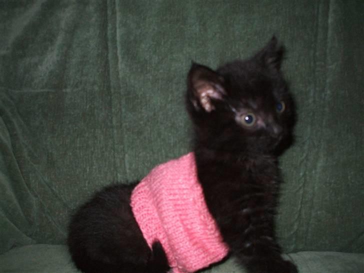 Huskat ¤Minka¤ - og her igen billede 7