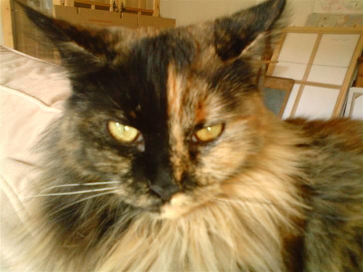 Maine Coon Mille billede 5