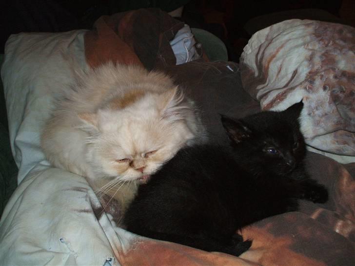 Huskat ¤Minka¤ - her er minka sammen med prinsesse det er førtse gang sesse gør det billede 8