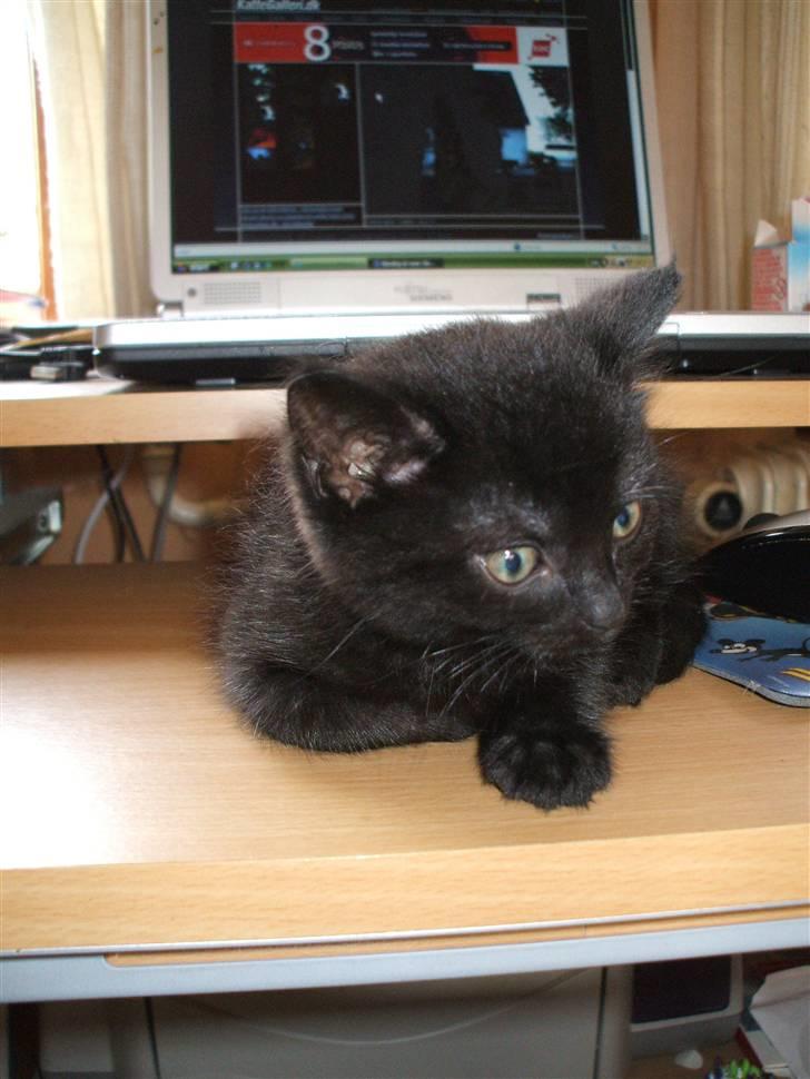 Huskat ¤Minka¤ billede 9