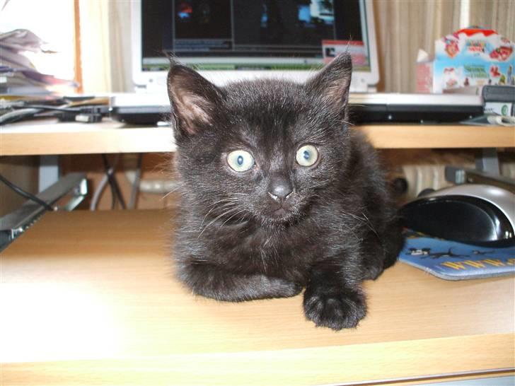 Huskat ¤Minka¤ billede 10