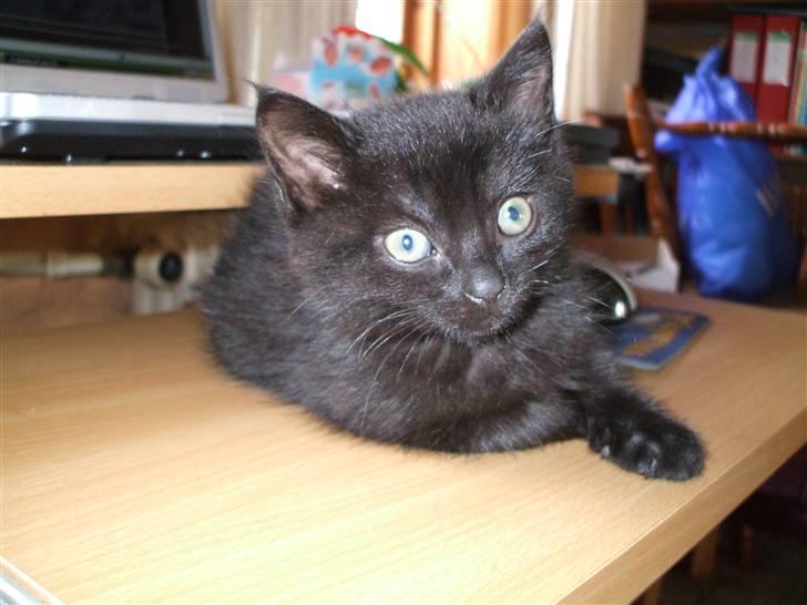 Huskat ¤Minka¤ billede 11