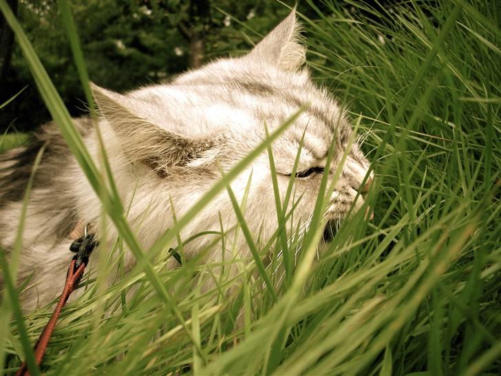 Blanding af racer Oliver - Foto af: Anita Poulsen (Kan kontaktes hvis det har interesse) billede 3