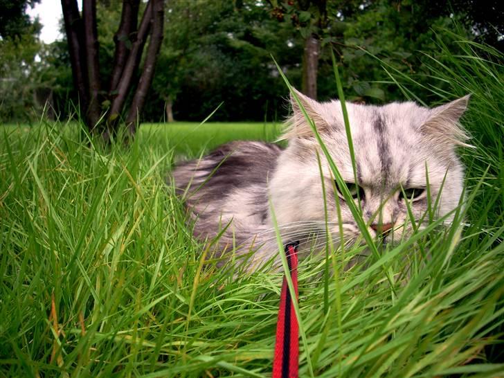 Blanding af racer Oliver - Foto af: Anita Poulsen (Kan kontaktes hvis det har interesse) billede 4