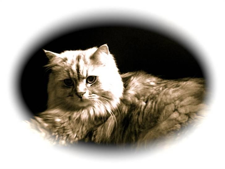 Blanding af racer Oliver - Afslapning i særklasse :D billede 5